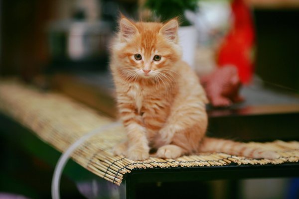 Découvrez votre chiot femelle à donner : un compagnon précieux !